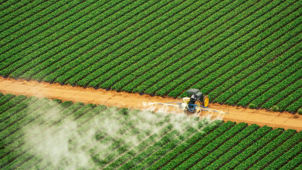 Best Termite Control Services  in Lookout Mountain, GA