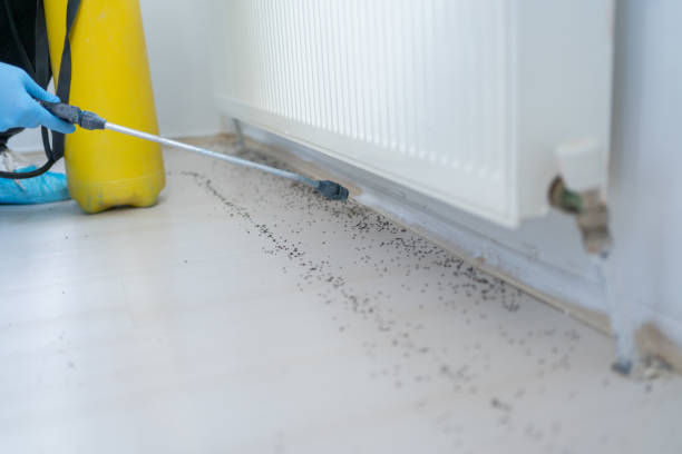 Best Wasp Removal Services  in Lookout Mountain, GA