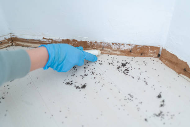 Best Emergency Pest Control  in Lookout Mountain, GA